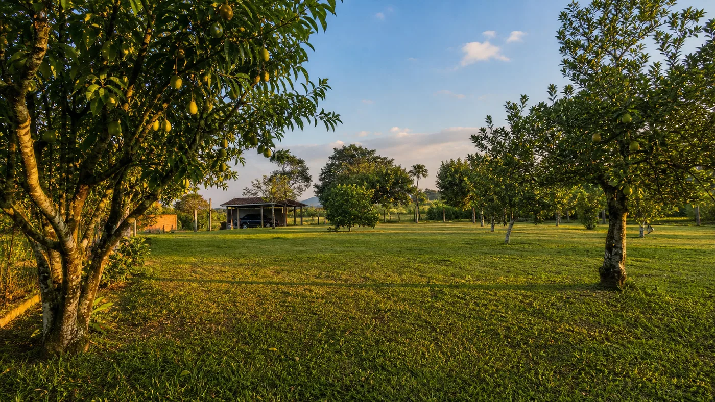 Pomar adulto com área livre em terreno de 1.800m² em Taubaté