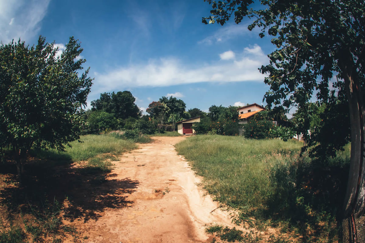 Pomar adulto com laranjeiras produzindo no terreno